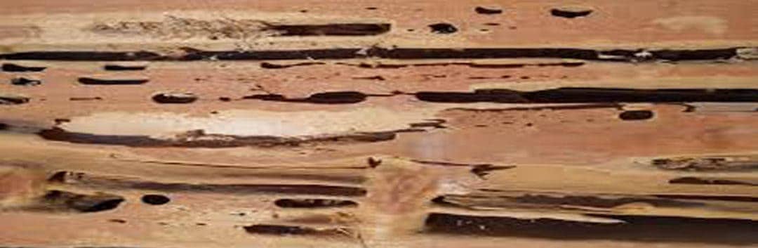 Termite Inspection Houston - Carpenter Ant Damage