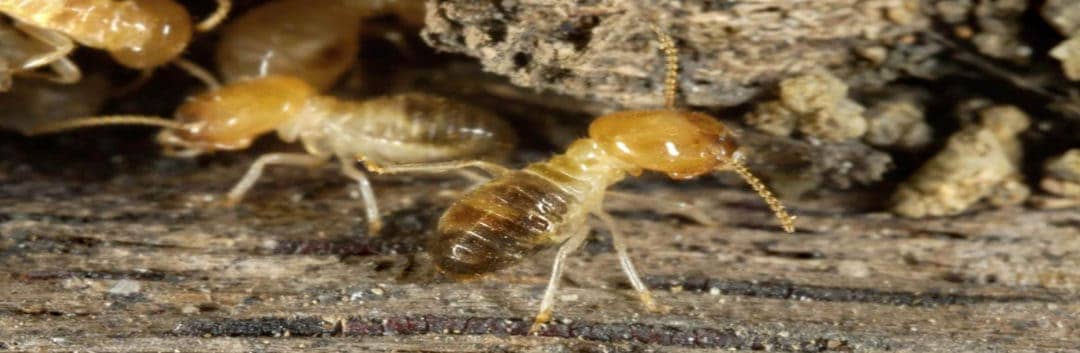 Termite Inspection Houston - Large Termites
