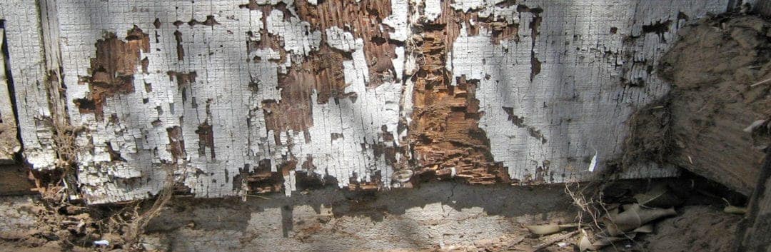 Termite Inspection Houston - Termite Damage