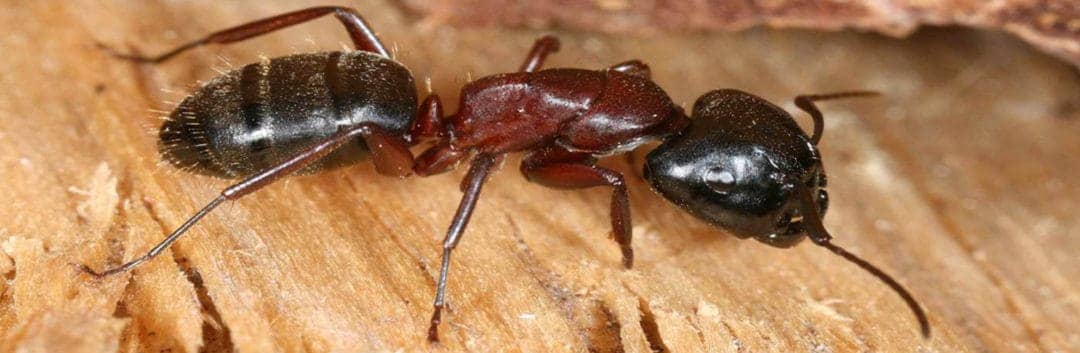 Termite Inspection Houston - Large Carpenter Ant