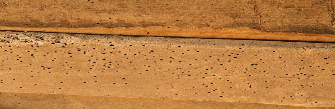 Termite Inspection Houston - Post Powder Beetle Damage