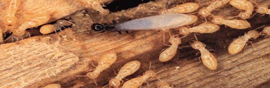 Termite Inspection Houston - Termites
